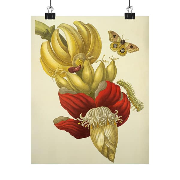 10801501524209161682_2048.jpeg Banana Flower and Fruit, Metamorphosis Insectorum Surinamensium – Maria Sibylla Merian (1705) – Botanical Poster Print