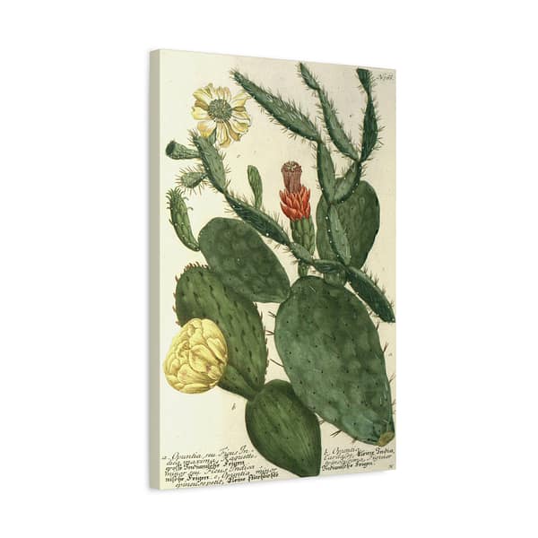 10803959951211542747_2048.jpeg Phytanthoza iconographia, Vol. 3, plate 766 – Johann Wilhelm Weinmann (1742) – Botanical Canvas Print