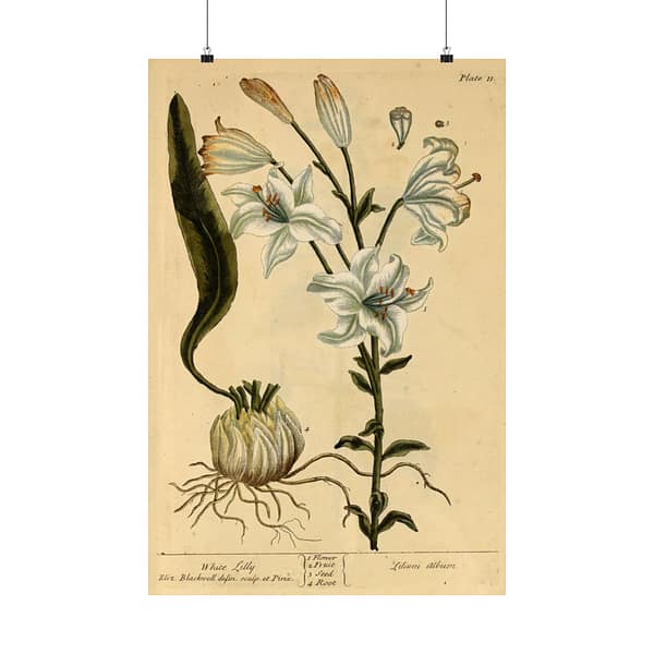 1086767436671828448_2048.jpeg White Lily (Lilium album), A Curious Herbal – Elizabeth Blackwell (1737) – Botanical Poster Print