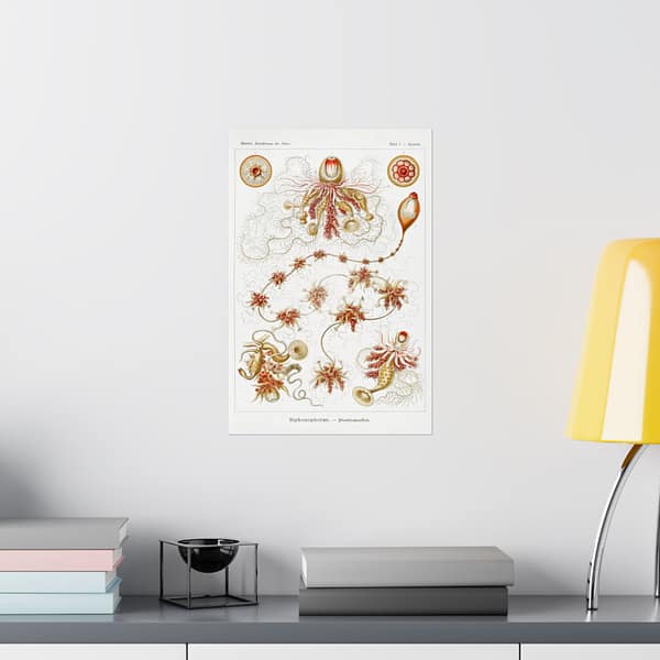 10901534350514068699_2048.jpeg Siphonophorae, Kunstformen der Natur, plate 7 – Ernst Haeckel (1904) – Natural History Poster Print