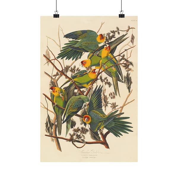 1106761320257991449_2048.jpeg Carolina Parakeet, Birds of America – John James Audubon (1828) – Natural History Poster Print