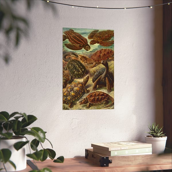11103471647495081196_2048.jpeg Sea Turtles & Tortoises (Chelonia), Kunstformen der Natur – Ernst Haeckel (1904) – Natural History Poster Print