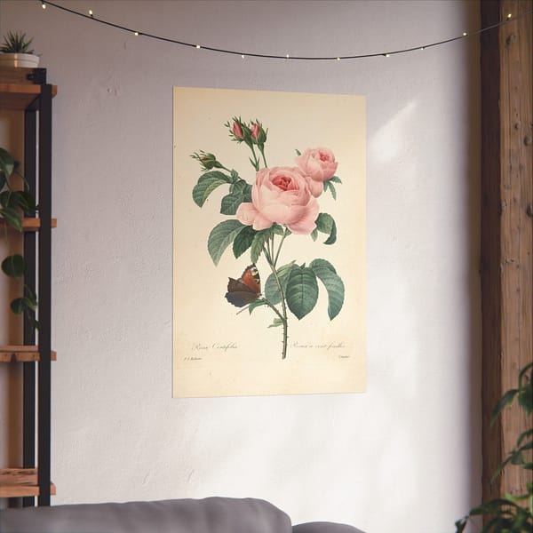 11131896021500679229_2048.jpeg Rosa Centifolia (Rosier à cent feuilles) – Pierre-Joseph Redouté (c. 1817-24) – Botanical Poster Print