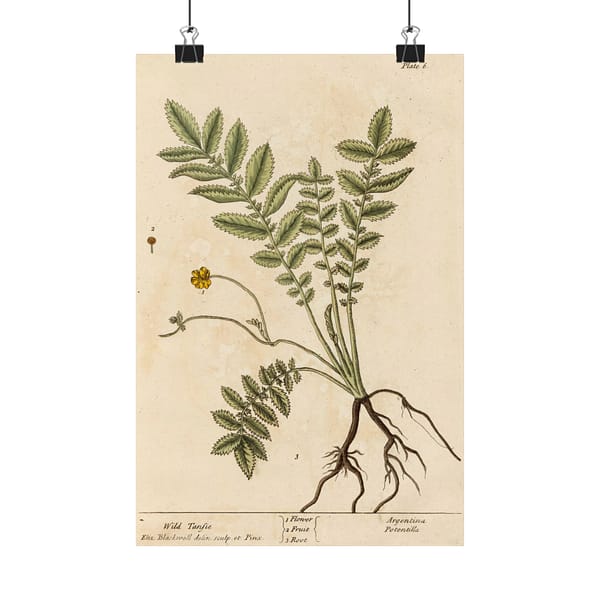 11205351834107354318_2048.jpeg Wild Tansie (Argentina, Potentilla), A Curious Herbal - Elizabeth Blackwell (1737) - Botanical Poster Print