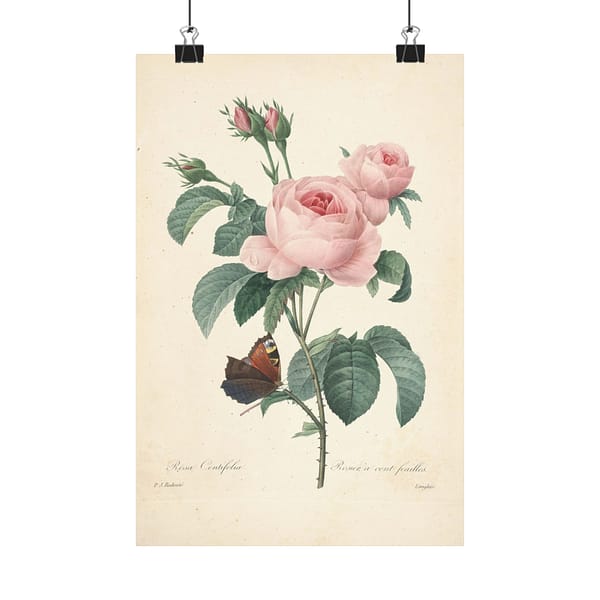 11227726888874392265_2048.jpeg Rosa Centifolia (Rosier à cent feuilles) – Pierre-Joseph Redouté (c. 1817-24) – Botanical Poster Print