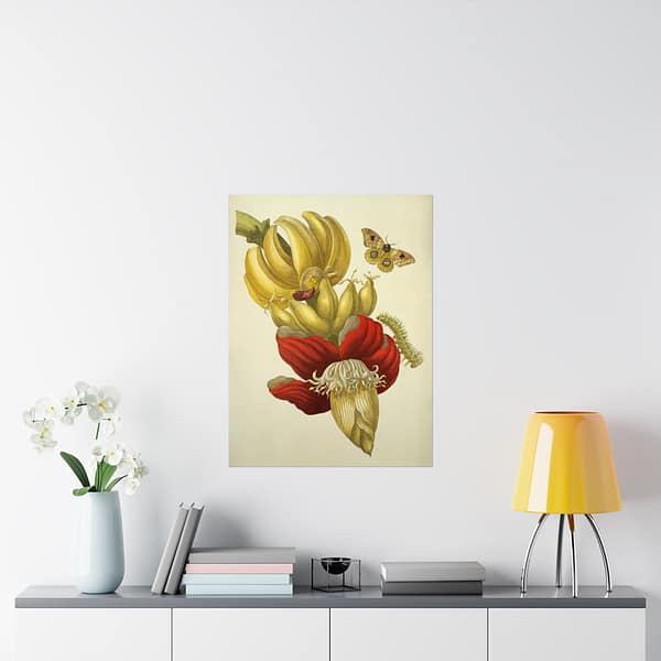 11300875417274521507_2048.jpeg Banana Flower and Fruit, Metamorphosis Insectorum Surinamensium – Maria Sibylla Merian (1705) – Botanical Poster Print
