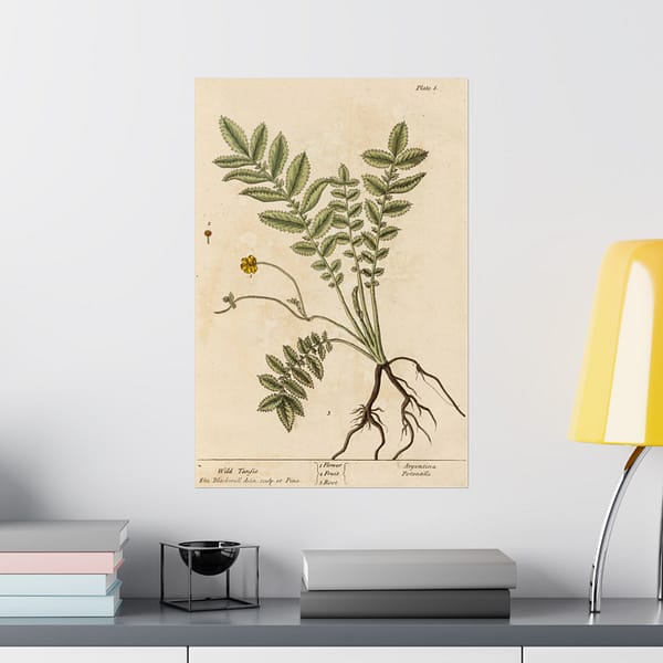 11308807557147690160_2048.jpeg Wild Tansie (Argentina, Potentilla), A Curious Herbal - Elizabeth Blackwell (1737) - Botanical Poster Print