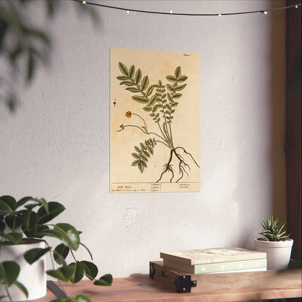 11402757208847792895_2048.jpeg Wild Tansie (Argentina, Potentilla), A Curious Herbal - Elizabeth Blackwell (1737) - Botanical Poster Print