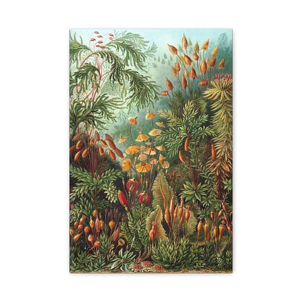 114137443300981814_2048.jpeg Mosses (Muscinae), Kunstformen der Natur – Ernst Haeckel (1904) – Botanical Canvas Print