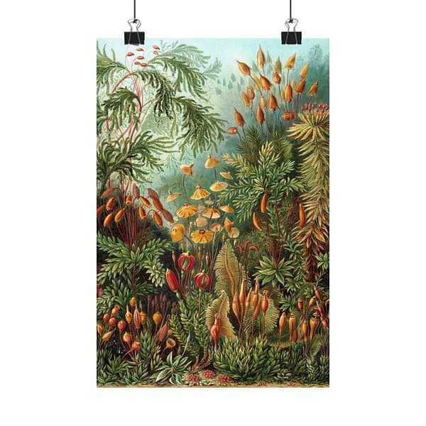 11532553249386034490_2048.jpeg Mosses (Muscinae), Kunstformen der Natur – Ernst Haeckel (1904) – Botanical Poster Print