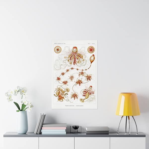 1153369398743136216_2048.jpeg Siphonophorae, Kunstformen der Natur, plate 7 – Ernst Haeckel (1904) – Natural History Poster Print