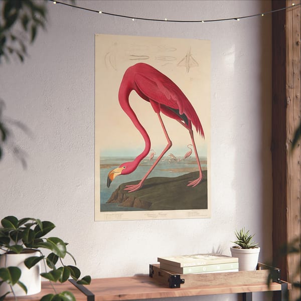 11537824997177598583_2048.jpeg American Flamingo, Birds of America – John James Audubon (1838) – Natural History Poster Print
