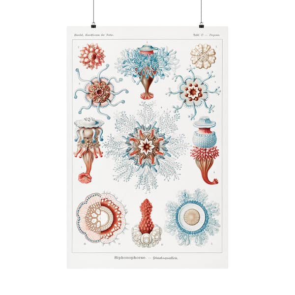 11567153226016774886_2048.jpeg Siphonophorae, Kunstformen der Natur, plate 17 – Ernst Haeckel (1904) – Natural History Poster Print