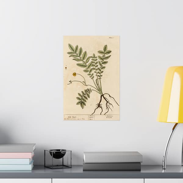 11576240661290471308_2048.jpeg Wild Tansie (Argentina, Potentilla), A Curious Herbal - Elizabeth Blackwell (1737) - Botanical Poster Print