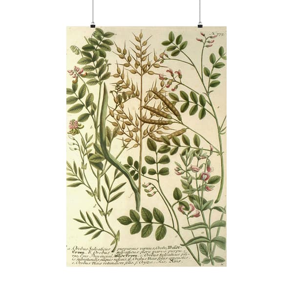 11629373785833175012_2048-1.jpeg Phytanthoza iconographia, Vol. 3, plate 775 – Johann Wilhelm Weinmann (1742) – Botanical Poster Print