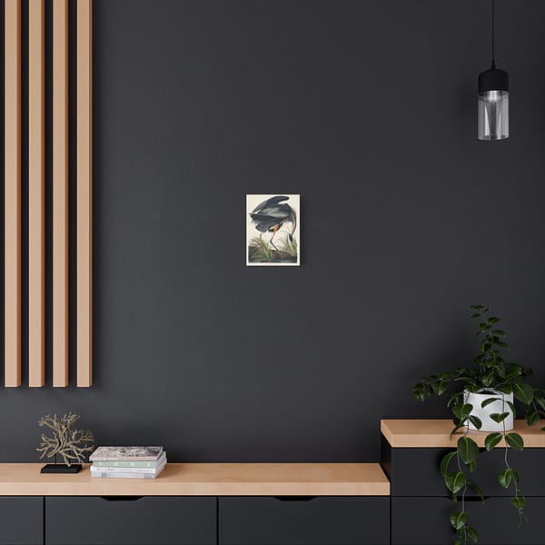 11680136333738449238_2048.jpeg Great Blue Heron, Birds of America – John James Audubon (1834) – Natural History Canvas Print