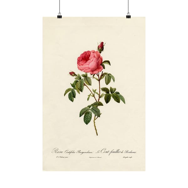 11693259200695401780_2048.jpeg Rosa Centifolia Burgundiaca (le Cent-feuilles de Bordeaux) – Pierre-Joseph Redouté (c. 1817-24) – Botanical Poster Print