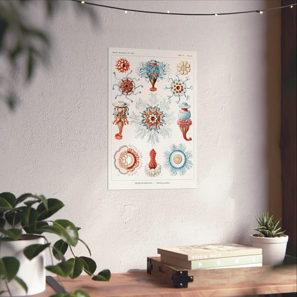 11719541877758313605_2048.jpeg Siphonophorae, Kunstformen der Natur, plate 17 – Ernst Haeckel (1904) – Natural History Poster Print