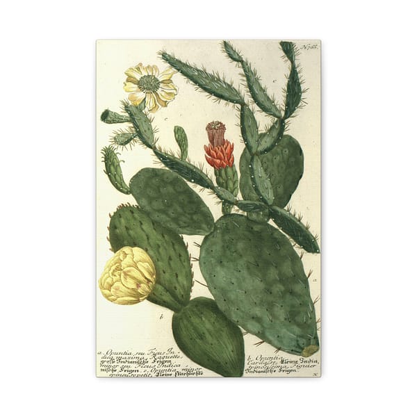 11763522118281930482_2048-1.jpeg Phytanthoza iconographia, Vol. 3, plate 766 – Johann Wilhelm Weinmann (1742) – Botanical Canvas Print
