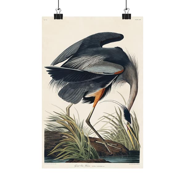11769368308632932368_2048-1.jpeg Great Blue Heron, Birds of America – John James Audubon (1834) – Natural History Poster Print