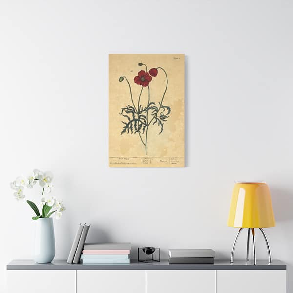 11828475146723404574_2048.jpeg Red Poppy (Papaver, rubrum, erraticum, rhoeas), A Curious Herbal – Elizabeth Blackwell (1737) – Botanical Canvas Print