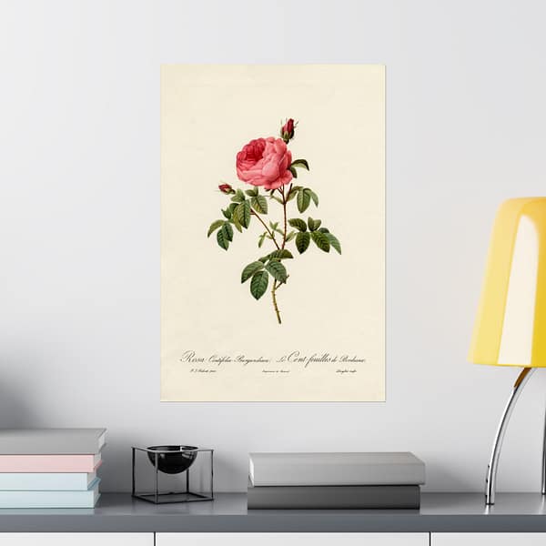 11903804787368852432_2048.jpeg Rosa Centifolia Burgundiaca (le Cent-feuilles de Bordeaux) – Pierre-Joseph Redouté (c. 1817-24) – Botanical Poster Print