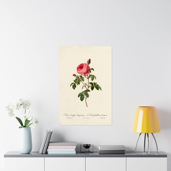 11956215043569519106_2048.jpeg Rosa Centifolia Burgundiaca (le Cent-feuilles de Bordeaux) – Pierre-Joseph Redouté (c. 1817-24) – Botanical Poster Print