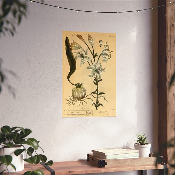 12166595102977538459_2048.jpeg White Lily (Lilium album), A Curious Herbal – Elizabeth Blackwell (1737) – Botanical Poster Print