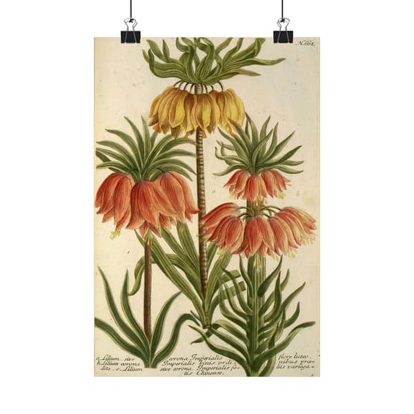 12177365200199601968_2048.jpeg Phytanthoza iconographia, Vol. 3, plate 662 – Johann Wilhelm Weinmann (1742) – Botanical Poster Print
