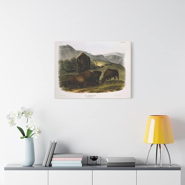 12279974156339770232_2048.jpeg Bos Americanus, American Bison or Buffalo, plate 57 – John James Audubon (1845) – Natural History Canvas Print