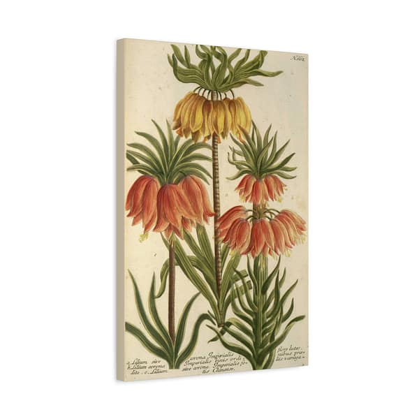 12297593857489324245_2048.jpeg Phytanthoza iconographia, Vol. 3, plate 662 – Johann Wilhelm Weinmann (1742) – Botanical Canvas Print