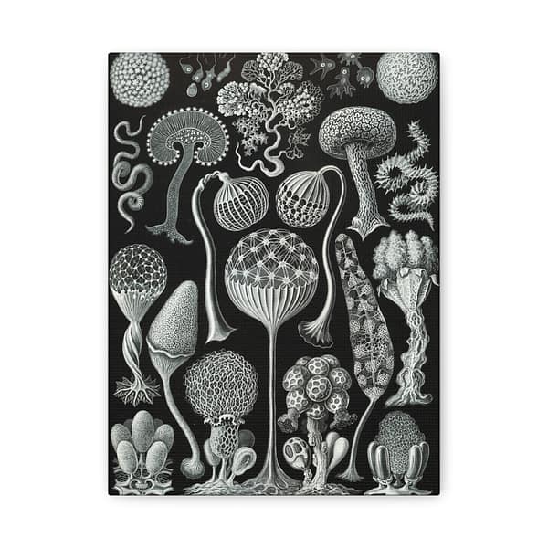 12339456010268153908_2048.jpeg Mycetozoa, Kunstformen der Natur, plate 93 – Ernst Haeckel (1904) – Natural History Canvas Print