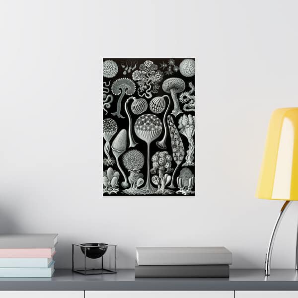 12370493787964771721_2048.jpeg Mycetozoa, Kunstformen der Natur, plate 93 – Ernst Haeckel (1904) – Natural History Poster Print