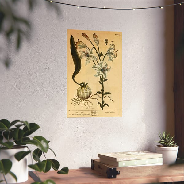 12554583419673578598_2048.jpeg White Lily (Lilium album), A Curious Herbal – Elizabeth Blackwell (1737) – Botanical Poster Print