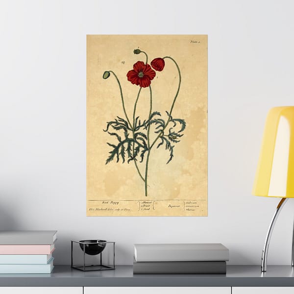 12902651408849136503_2048.jpeg Red Poppy (Papaver, rubrum, erraticum, rhoeas), A Curious Herbal – Elizabeth Blackwell (1737) – Botanical Poster Print