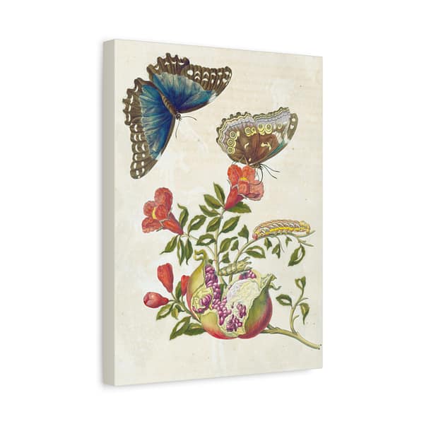 1309486164479659222_2048.jpeg Metamorphosis Insectorum Surinamensium, plate 9 – Maria Sibylla Merian (1705) – Natural History Canvas Print