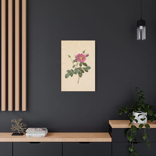 13104330523008966932_2048.jpeg Cabbage Rose (Rosa Centifolia Simplex) – Pierre-Joseph Redouté (c. 1817-24) – Botanical Canvas Print