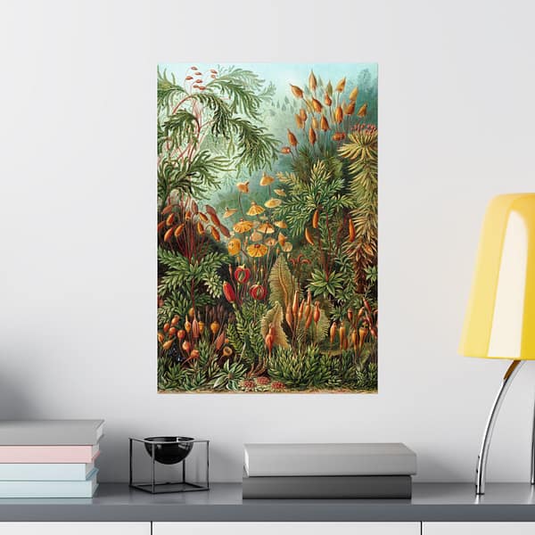 13135671236343122455_2048.jpeg Mosses (Muscinae), Kunstformen der Natur – Ernst Haeckel (1904) – Botanical Poster Print