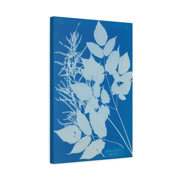 13136175687690178479_2048.jpeg Spiraea aruncus (Tyrol) Cyanotype – Anna Atkins (c. 1851-54) – Botanical Canvas Print