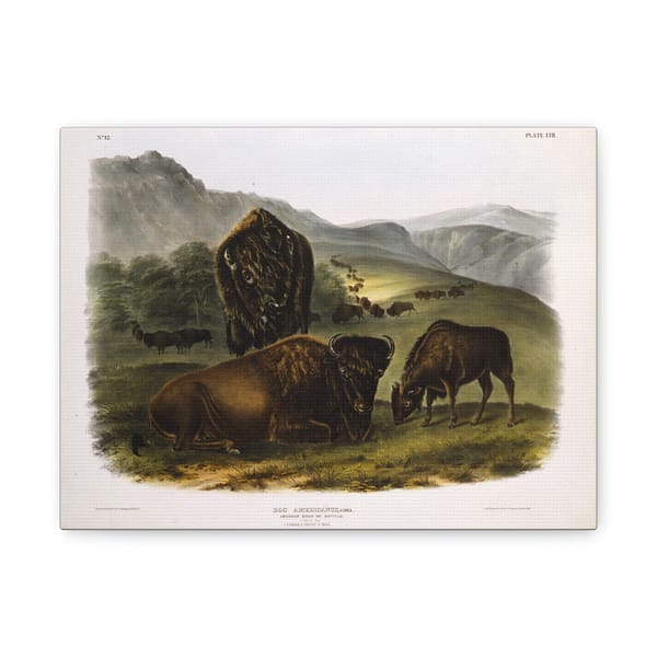 1315710233386763541_2048.jpeg Bos Americanus, American Bison or Buffalo, plate 57 – John James Audubon (1845) – Natural History Canvas Print