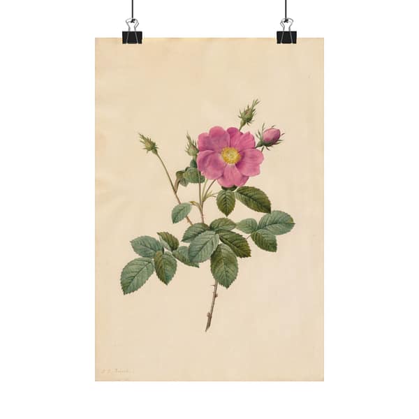 13196270810887826507_2048.jpeg Cabbage Rose (Rosa Centifolia Simplex) – Pierre-Joseph Redouté (c. 1817-24) – Botanical Poster Print