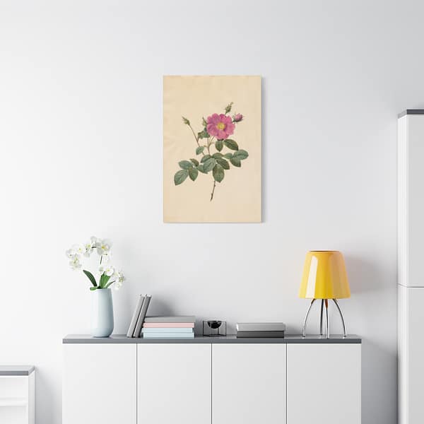 13202139213401894917_2048.jpeg Cabbage Rose (Rosa Centifolia Simplex) – Pierre-Joseph Redouté (c. 1817-24) – Botanical Canvas Print