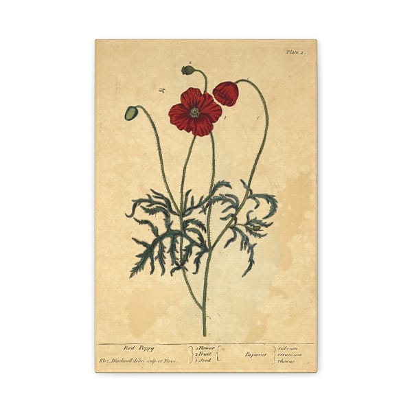 1322668728666511244_2048.jpeg Red Poppy (Papaver, rubrum, erraticum, rhoeas), A Curious Herbal – Elizabeth Blackwell (1737) – Botanical Canvas Print