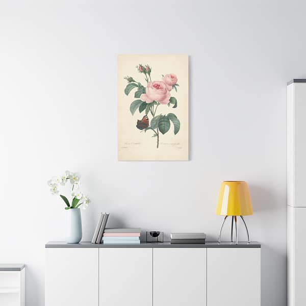 13443216640371820707_2048.jpeg Rosa Centifolia (Rosier à cent feuilles) – Pierre-Joseph Redouté (c. 1817-24) – Botanical Canvas Print