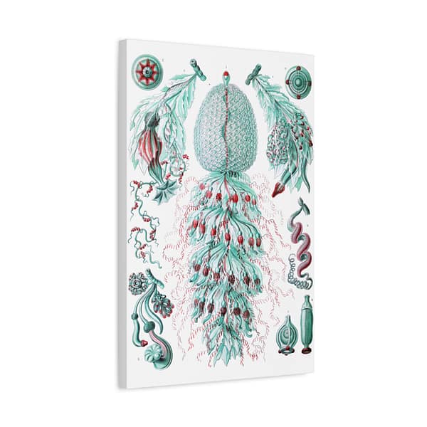 13532438907503256640_2048.jpeg Siphonophorae, Kunstformen der Natur, plate 59 – Ernst Haeckel (1904) – Natural History Canvas Print