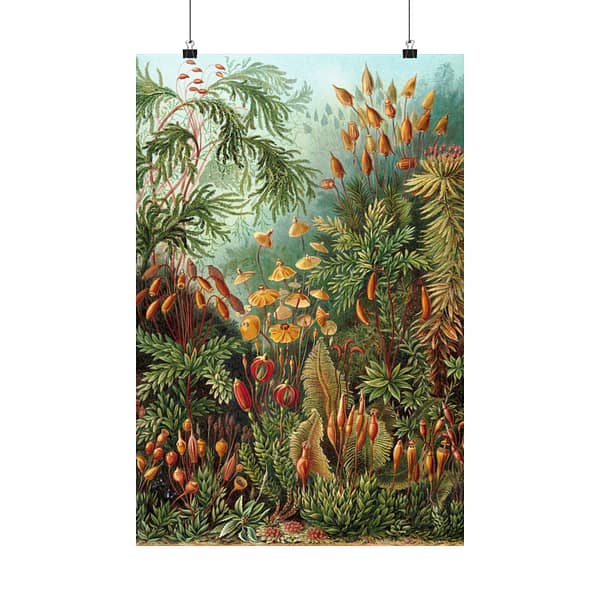 13675780807928767855_2048.jpeg Mosses (Muscinae), Kunstformen der Natur – Ernst Haeckel (1904) – Botanical Poster Print