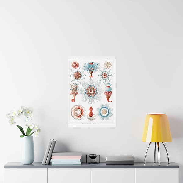 13839873227428087978_2048.jpeg Siphonophorae, Kunstformen der Natur, plate 17 – Ernst Haeckel (1904) – Natural History Poster Print
