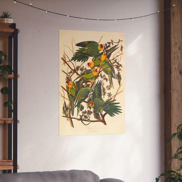 13887706692970736728_2048.jpeg Carolina Parakeet, Birds of America – John James Audubon (1828) – Natural History Poster Print