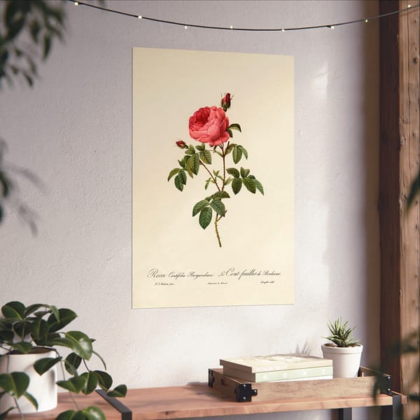 13905186526859001809_2048.jpeg Rosa Centifolia Burgundiaca (le Cent-feuilles de Bordeaux) – Pierre-Joseph Redouté (c. 1817-24) – Botanical Poster Print