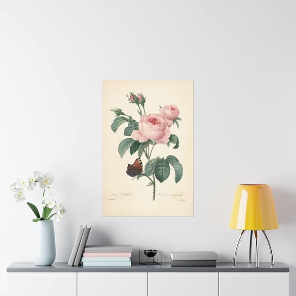 13920463843673757051_2048.jpeg Rosa Centifolia (Rosier à cent feuilles) – Pierre-Joseph Redouté (c. 1817-24) – Botanical Poster Print
